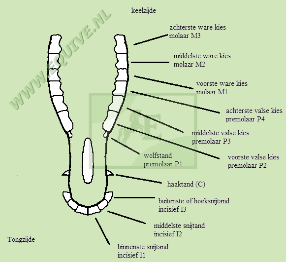Het gebit van een paard - www.equive.nl