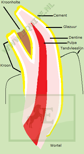 Doorsnede van een paardentand - www.equive.nl