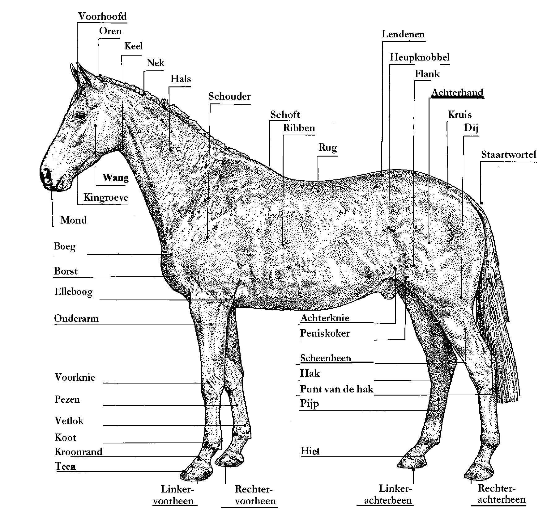 Uitleg van het paard - www.equive.nl