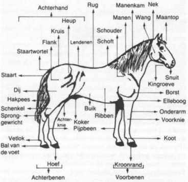 Hoe zit een paard in elkaar - www.equive.nl